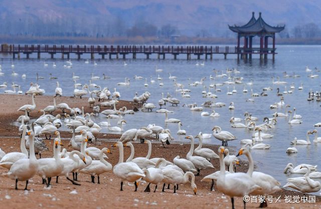 山西运城:圣天湖变"天鹅湖"吸引天鹅来此越冬